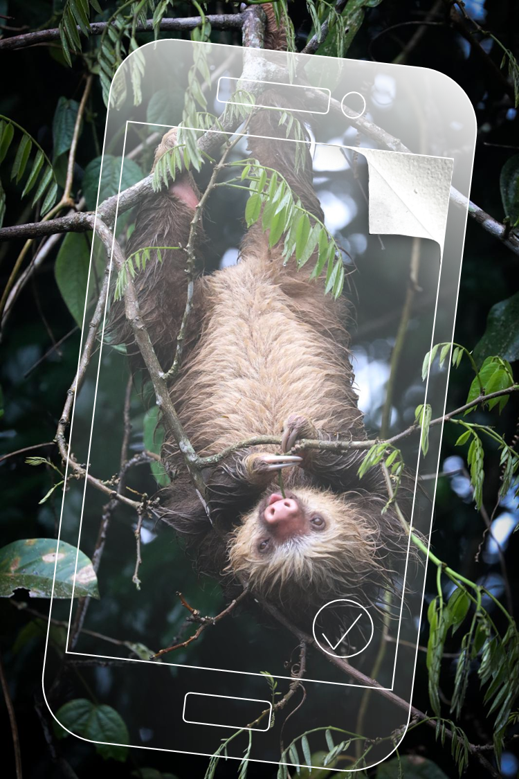 Sloth hanging from a branch with phone overlay and peeling corner effect